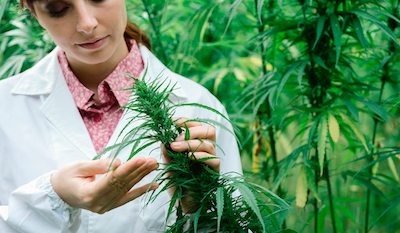 Read more about the article Australian-grown medical cannabis clears key export hurdle for first time